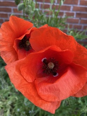 Papaver rhoeas