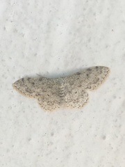 Idaea camparia