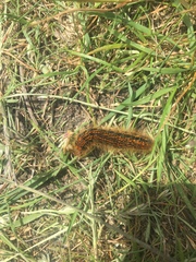 Malacosoma castrense