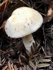 Cortinarius austroalbidus