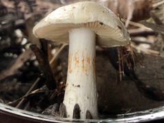 Cortinarius austroalbidus