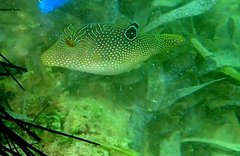 Canthigaster petersii