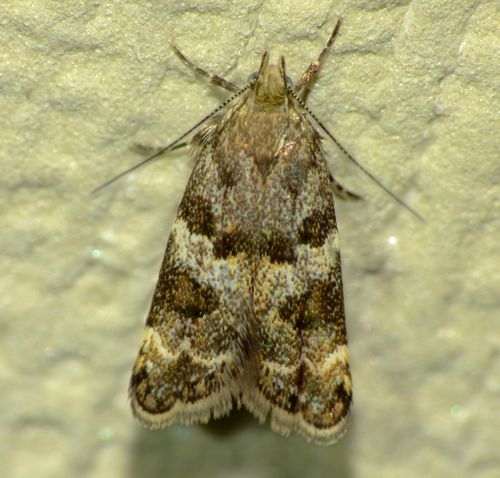 Gymnobathra omphalota Meyrick, 1888