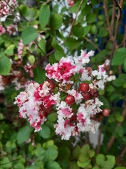 Lagerstroemia indica