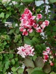 Lagerstroemia indica
