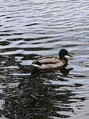 Anas platyrhynchos