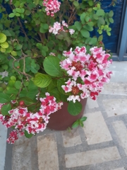 Lagerstroemia indica