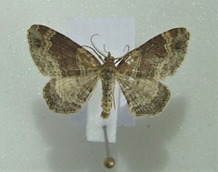 Xanthorhoe spadicearia