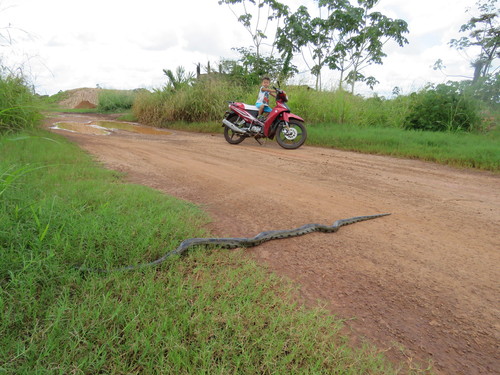 Beni Anaconda
