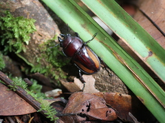 Neolucanus cingulatus muntjac
