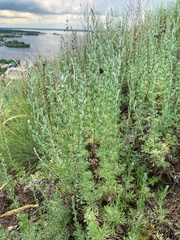 Artemisia austriaca