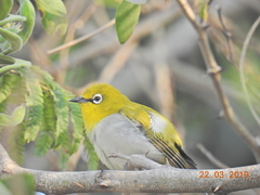 Zosterops palpebrosus