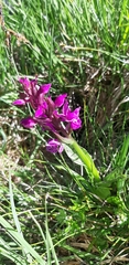Dactylorhiza majalis