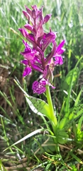 Dactylorhiza majalis