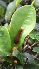 Graphium doson postianus