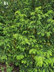 Taxus baccata