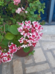 Lagerstroemia indica