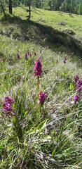 Dactylorhiza majalis