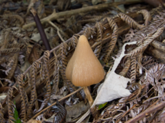Entoloma latericolor