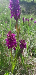 Dactylorhiza majalis