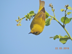 Zosterops palpebrosus