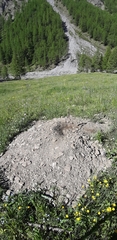 Marmota marmota