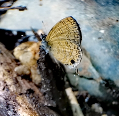 Prosotas nora superdates