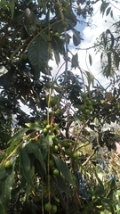 Prunus serotina capuli