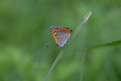 Lycaena phlaeas daimio