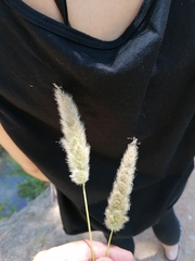 Polypogon monspeliensis