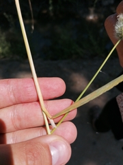 Polypogon monspeliensis