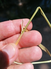 Polypogon monspeliensis