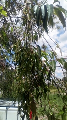 Prunus serotina capuli