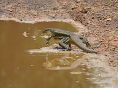 Tupinambis teguixin