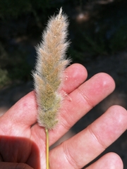 Polypogon monspeliensis