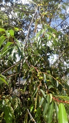 Prunus serotina capuli