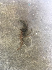 Segestria florentina