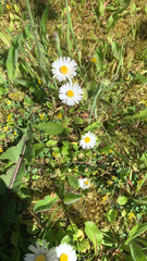 Bellis perennis