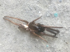 Segestria florentina