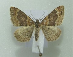Xanthorhoe spadicearia