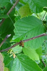 Nemophora degeerella