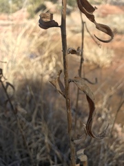 Asclepias tuberosa interior