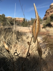 Asclepias tuberosa interior