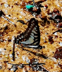 Graphium evemon eventus