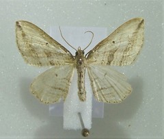 Orthonama vittata