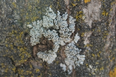 Physcia