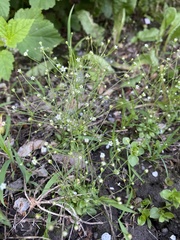 Androsace filiformis