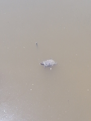 Trachemys scripta