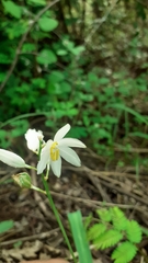 Chlorophytum tuberosum