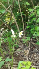 Chlorophytum tuberosum